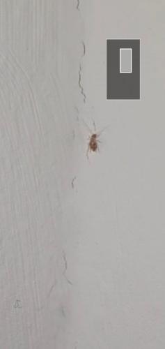 Réf. 267 585 : Dorypteryx sp.